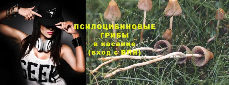 Псилоцибиновые грибы Psilocybine cubensis  где можно купить наркотик  kraken ССЫЛКА  Жуковский 